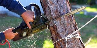 Trusted Castle Pines, CO Tree Removal Experts